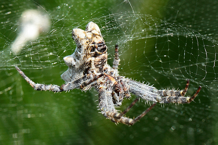 Cyrtophora citricola - Taggia (IM)